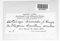 Microbotryum anomalum image